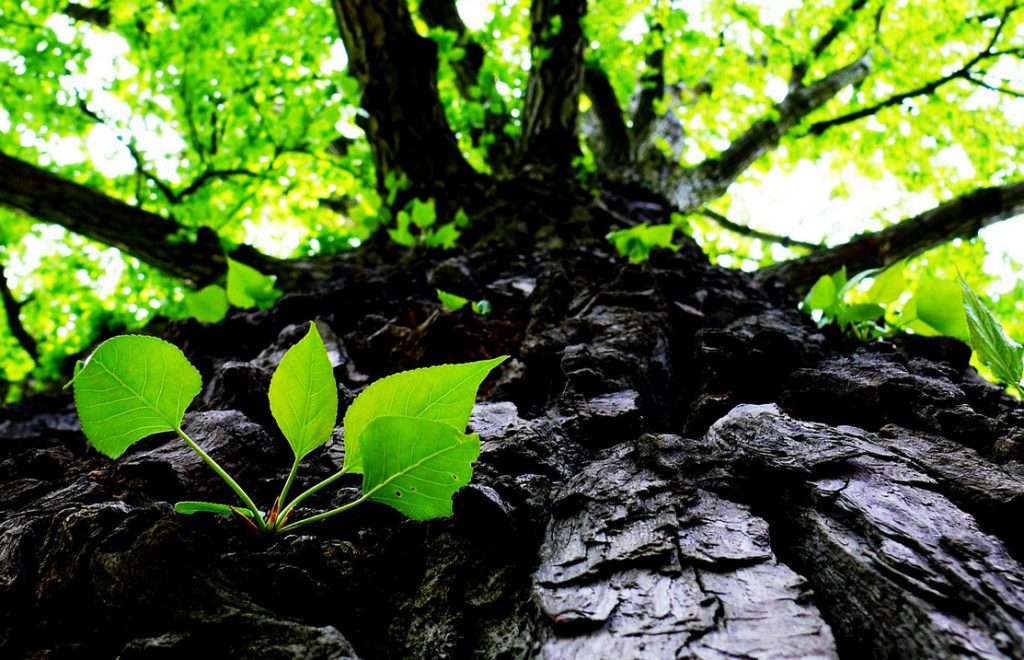 baum lüftung graspointner oberösterreich